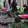 Trailrun für Fortgeschrittene in Ehrwald – Bild 22